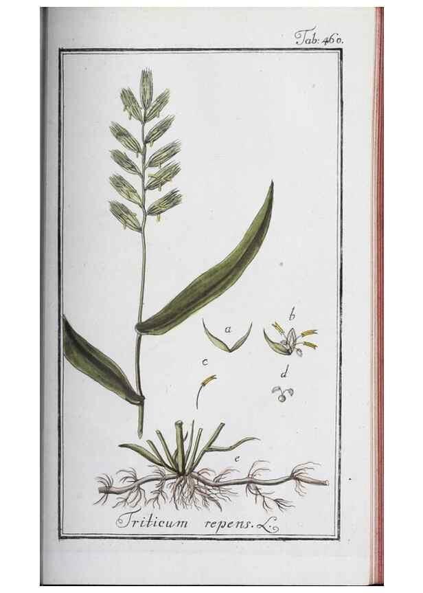 Reproducción/Reproduction 46265531325: Icones plantarum medicinalium.. Nürnberg :auf Kosten der Raspischen Buchhandlung,1779-1790. 