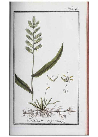 Reproducción/Reproduction 46265531325: Icones plantarum medicinalium.. Nürnberg :auf Kosten der Raspischen Buchhandlung,1779-1790. 