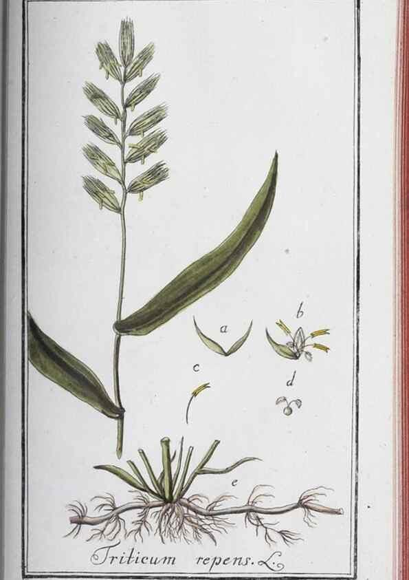 Reproducción/Reproduction 46265531325: Icones plantarum medicinalium.. Nürnberg :auf Kosten der Raspischen Buchhandlung,1779-1790. 