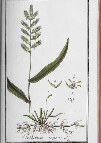 Reproducción/Reproduction 46265531325: Icones plantarum medicinalium.. Nürnberg :auf Kosten der Raspischen Buchhandlung,1779-1790. 