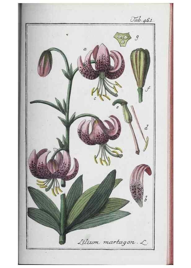 Reproducción/Reproduction 33304468978: Icones plantarum medicinalium.. Nürnberg :auf Kosten der Raspischen Buchhandlung,1779-1790. 