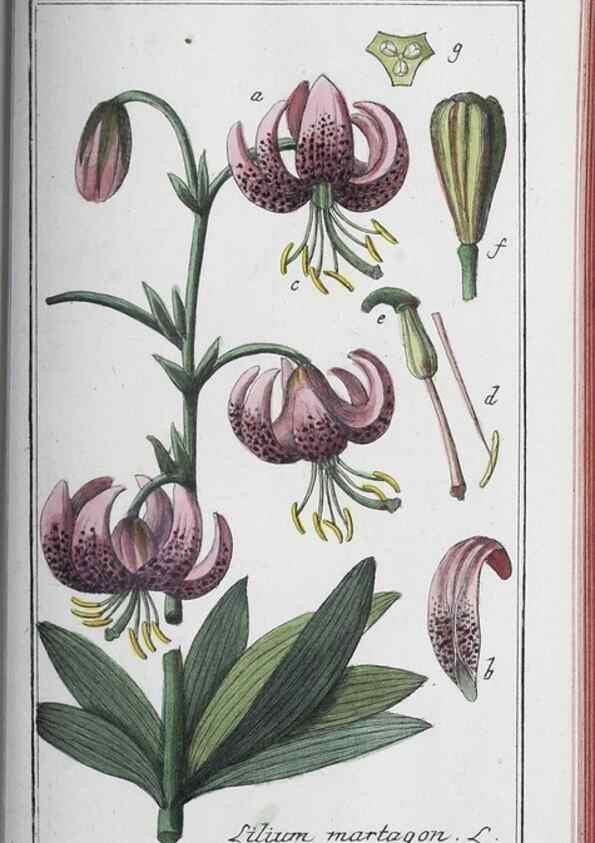 Reproducción/Reproduction 33304468978: Icones plantarum medicinalium.. Nürnberg :auf Kosten der Raspischen Buchhandlung,1779-1790. 