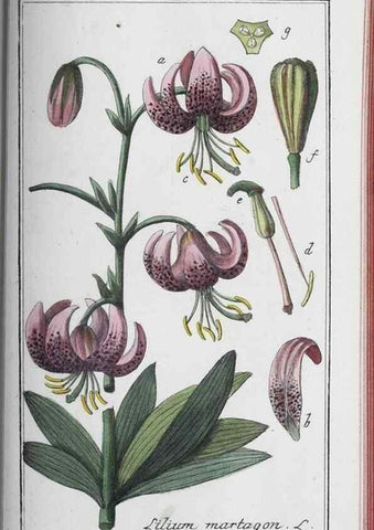 Reproducción/Reproduction 33304468978: Icones plantarum medicinalium.. Nürnberg :auf Kosten der Raspischen Buchhandlung,1779-1790. 