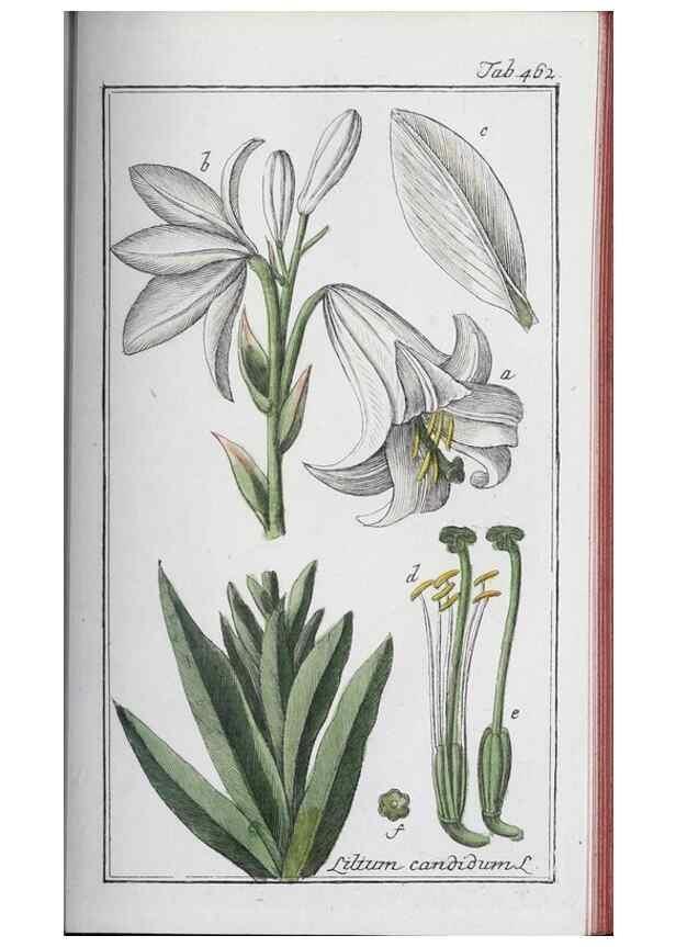 Reproducción/Reproduction 46456170154: Icones plantarum medicinalium.. Nürnberg :auf Kosten der Raspischen Buchhandlung,1779-1790. 