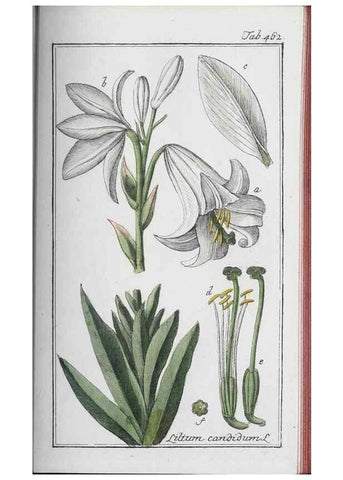 Reproducción/Reproduction 46456170154: Icones plantarum medicinalium.. Nürnberg :auf Kosten der Raspischen Buchhandlung,1779-1790. 