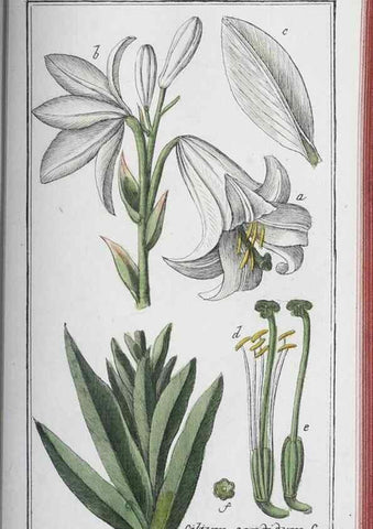 Reproducción/Reproduction 46456170154: Icones plantarum medicinalium.. Nürnberg :auf Kosten der Raspischen Buchhandlung,1779-1790. 