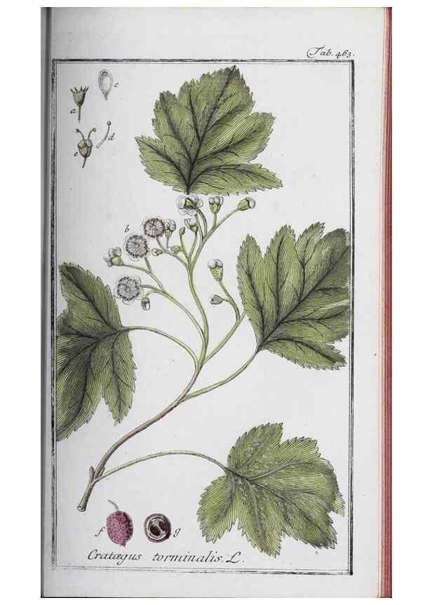 Reproducción/Reproduction 46265534815: Icones plantarum medicinalium.. Nürnberg :auf Kosten der Raspischen Buchhandlung,1779-1790. 