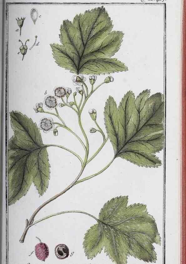 Reproducción/Reproduction 46265534815: Icones plantarum medicinalium.. Nürnberg :auf Kosten der Raspischen Buchhandlung,1779-1790. 