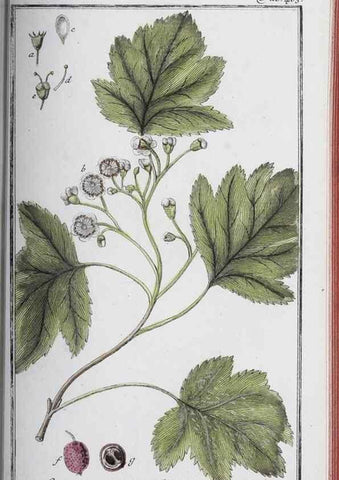 Reproducción/Reproduction 46265534815: Icones plantarum medicinalium.. Nürnberg :auf Kosten der Raspischen Buchhandlung,1779-1790. 