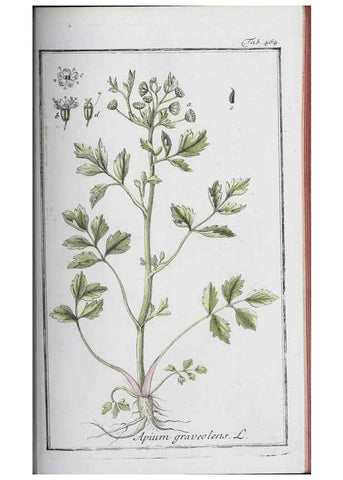 Reproducción/Reproduction 32237959067: Icones plantarum medicinalium.. Nürnberg :auf Kosten der Raspischen Buchhandlung,1779-1790. 