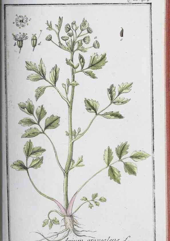 Reproducción/Reproduction 32237959067: Icones plantarum medicinalium.. Nürnberg :auf Kosten der Raspischen Buchhandlung,1779-1790. 