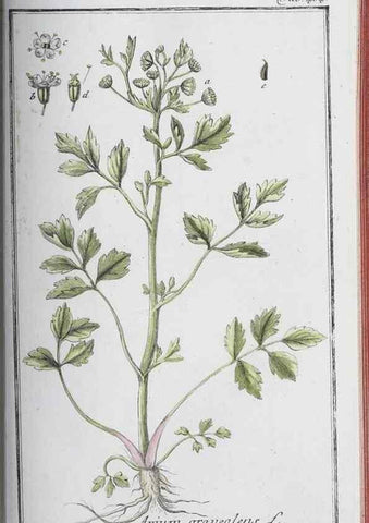 Reproducción/Reproduction 32237959067: Icones plantarum medicinalium.. Nürnberg :auf Kosten der Raspischen Buchhandlung,1779-1790. 
