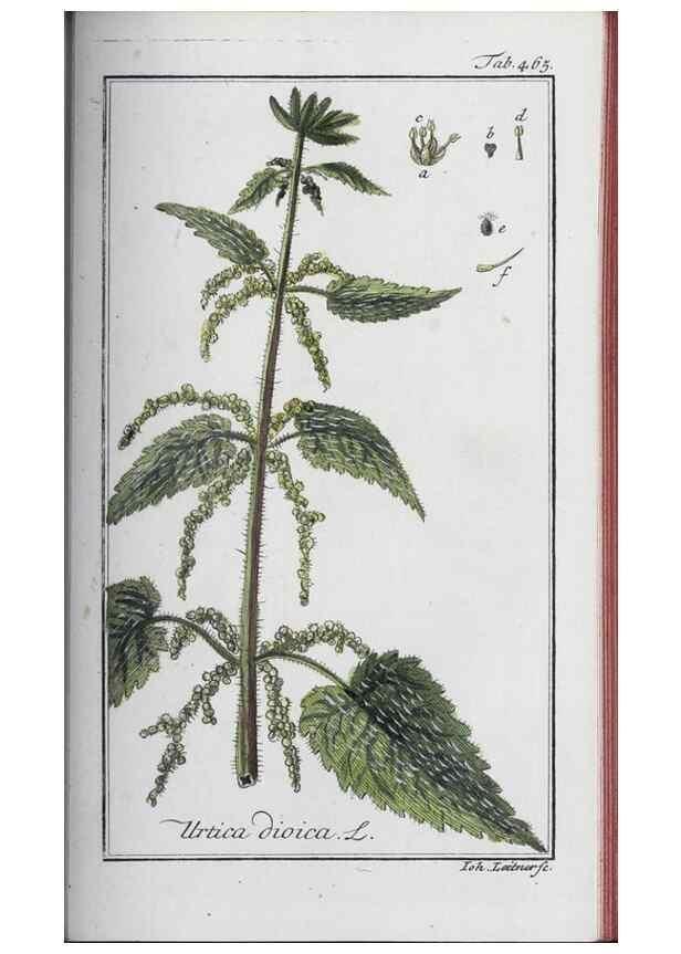 Reproducción/Reproduction 33304473278: Icones plantarum medicinalium.. Nürnberg :auf Kosten der Raspischen Buchhandlung,1779-1790. 
