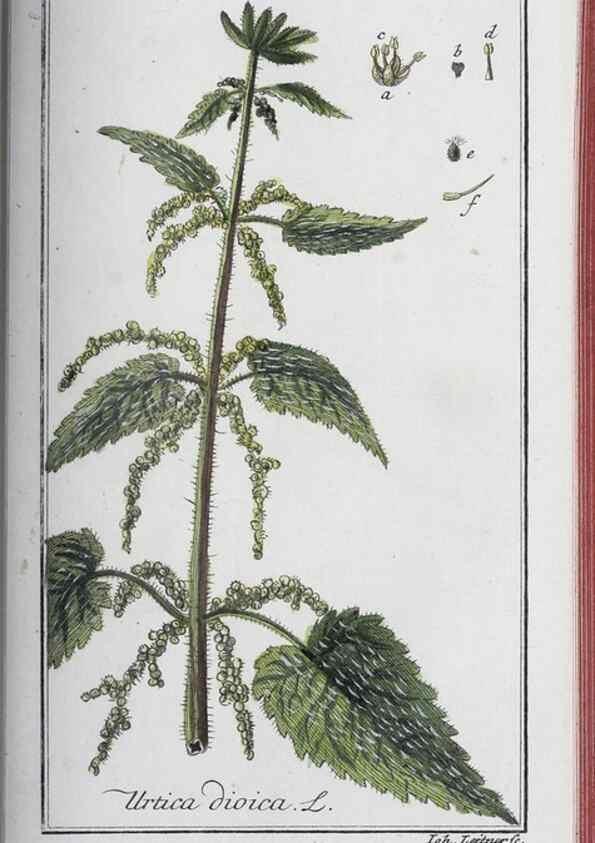 Reproducción/Reproduction 33304473278: Icones plantarum medicinalium.. Nürnberg :auf Kosten der Raspischen Buchhandlung,1779-1790. 