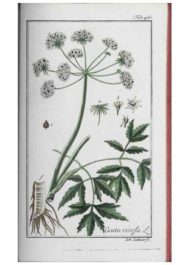 Reproducción/Reproduction 33304474538: Icones plantarum medicinalium.. Nürnberg :auf Kosten der Raspischen Buchhandlung,1779-1790. 