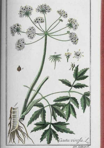 Reproducción/Reproduction 33304474538: Icones plantarum medicinalium.. Nürnberg :auf Kosten der Raspischen Buchhandlung,1779-1790. 