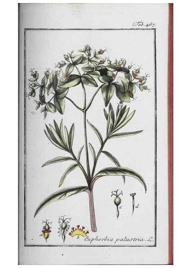 Reproducción/Reproduction 46265538795: Icones plantarum medicinalium.. Nürnberg :auf Kosten der Raspischen Buchhandlung,1779-1790. 