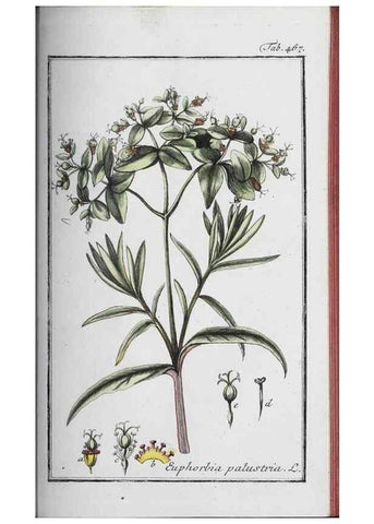 Reproducción/Reproduction 46265538795: Icones plantarum medicinalium.. Nürnberg :auf Kosten der Raspischen Buchhandlung,1779-1790. 