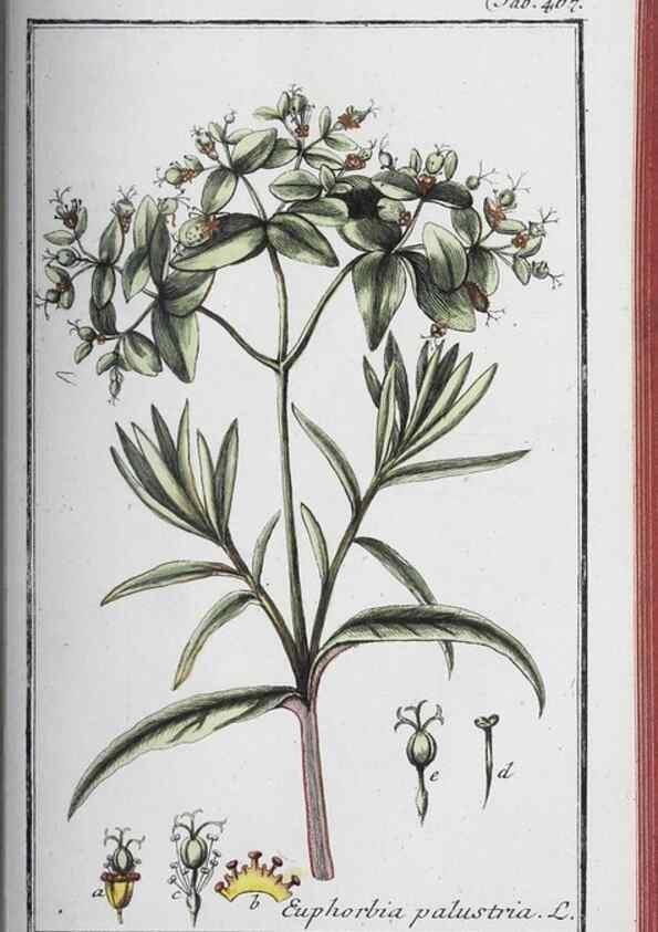 Reproducción/Reproduction 46265538795: Icones plantarum medicinalium.. Nürnberg :auf Kosten der Raspischen Buchhandlung,1779-1790. 
