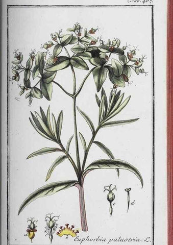 Reproducción/Reproduction 46265538795: Icones plantarum medicinalium.. Nürnberg :auf Kosten der Raspischen Buchhandlung,1779-1790. 