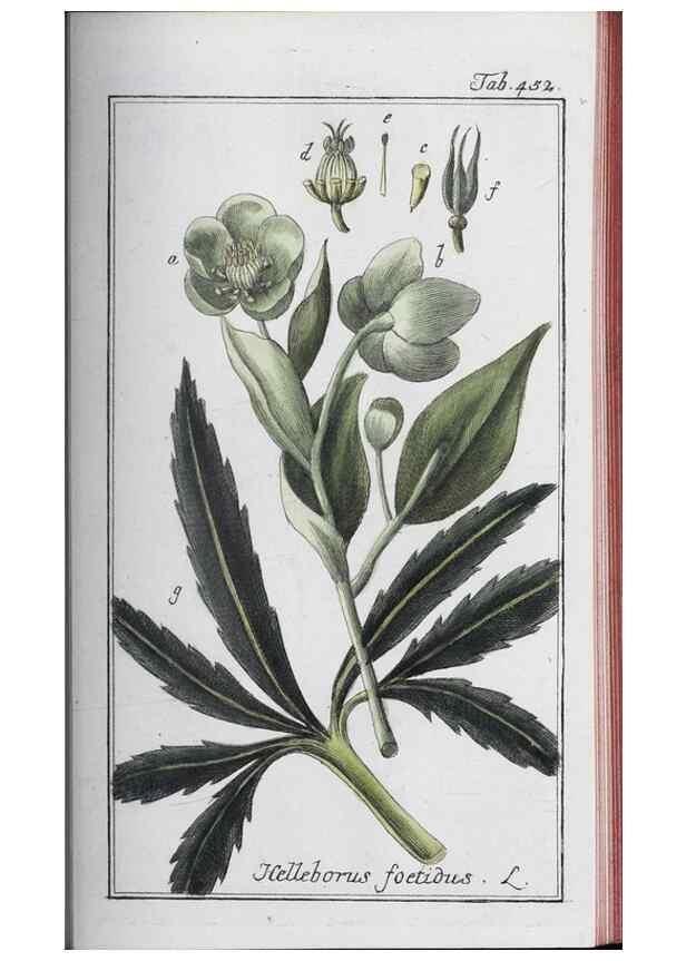 Reproducción/Reproduction 32237953267: Icones plantarum medicinalium.. Nürnberg :auf Kosten der Raspischen Buchhandlung,1779-1790. 