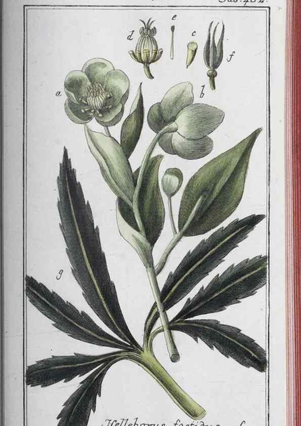 Reproducción/Reproduction 32237953267: Icones plantarum medicinalium.. Nürnberg :auf Kosten der Raspischen Buchhandlung,1779-1790. 