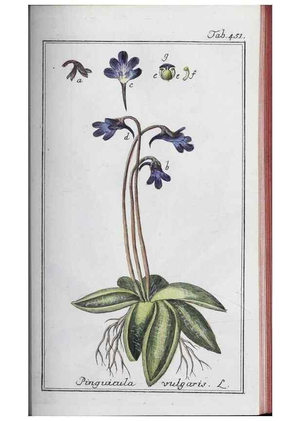 Reproducción/Reproduction 33304459658: Icones plantarum medicinalium.. Nürnberg :auf Kosten der Raspischen Buchhandlung,1779-1790. 
