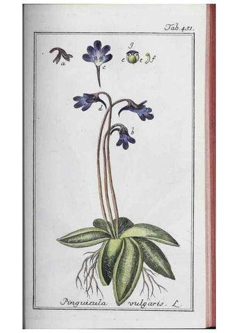 Reproducción/Reproduction 33304459658: Icones plantarum medicinalium.. Nürnberg :auf Kosten der Raspischen Buchhandlung,1779-1790. 