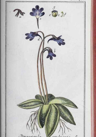 Reproducción/Reproduction 33304459658: Icones plantarum medicinalium.. Nürnberg :auf Kosten der Raspischen Buchhandlung,1779-1790. 