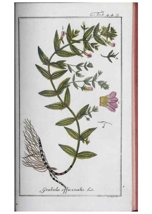 Reproducción/Reproduction 47127898182: Icones plantarum medicinalium.. Nürnberg :auf Kosten der Raspischen Buchhandlung,1779-1790. 