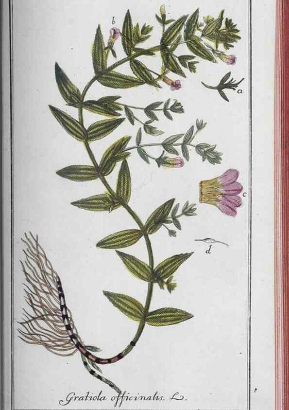 Reproducción/Reproduction 47127898182: Icones plantarum medicinalium.. Nürnberg :auf Kosten der Raspischen Buchhandlung,1779-1790. 