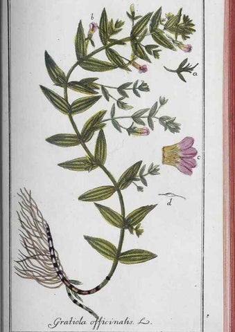 Reproducción/Reproduction 47127898182: Icones plantarum medicinalium.. Nürnberg :auf Kosten der Raspischen Buchhandlung,1779-1790. 