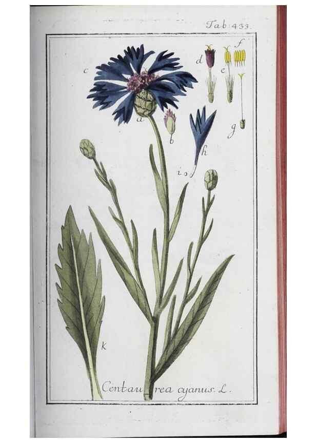 Reproducción/Reproduction 47179685801: Icones plantarum medicinalium.. Nürnberg :auf Kosten der Raspischen Buchhandlung,1779-1790. 