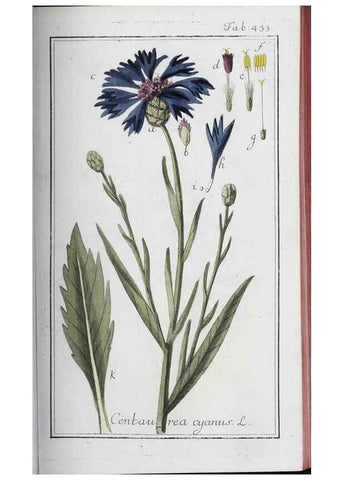 Reproducción/Reproduction 47179685801: Icones plantarum medicinalium.. Nürnberg :auf Kosten der Raspischen Buchhandlung,1779-1790. 