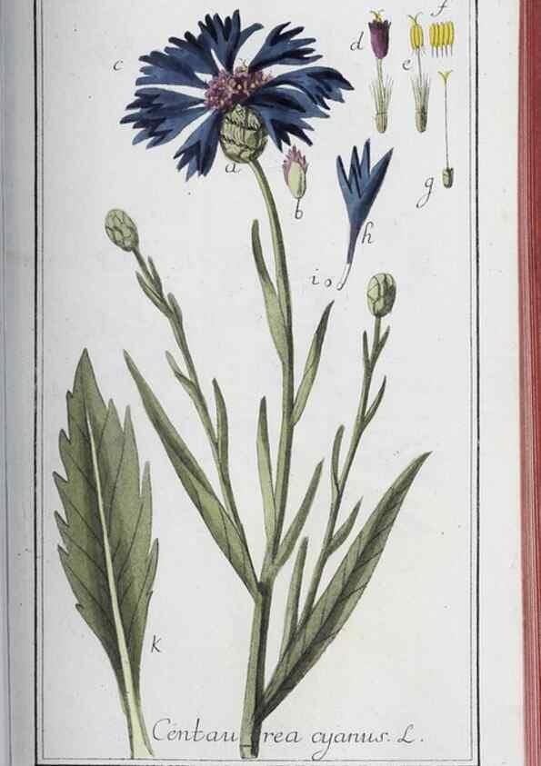 Reproducción/Reproduction 47179685801: Icones plantarum medicinalium.. Nürnberg :auf Kosten der Raspischen Buchhandlung,1779-1790. 