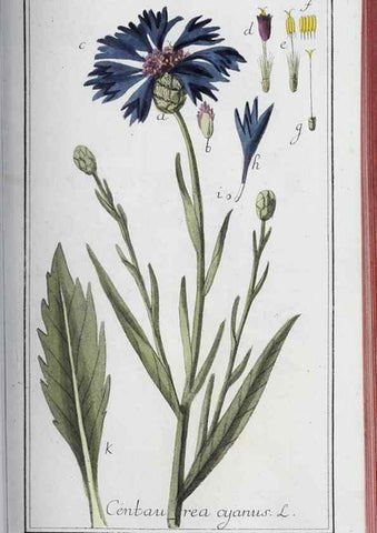 Reproducción/Reproduction 47179685801: Icones plantarum medicinalium.. Nürnberg :auf Kosten der Raspischen Buchhandlung,1779-1790. 