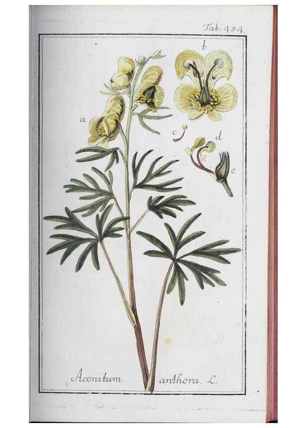 Reproducción/Reproduction 47179686631: Icones plantarum medicinalium.. Nürnberg :auf Kosten der Raspischen Buchhandlung,1779-1790. 