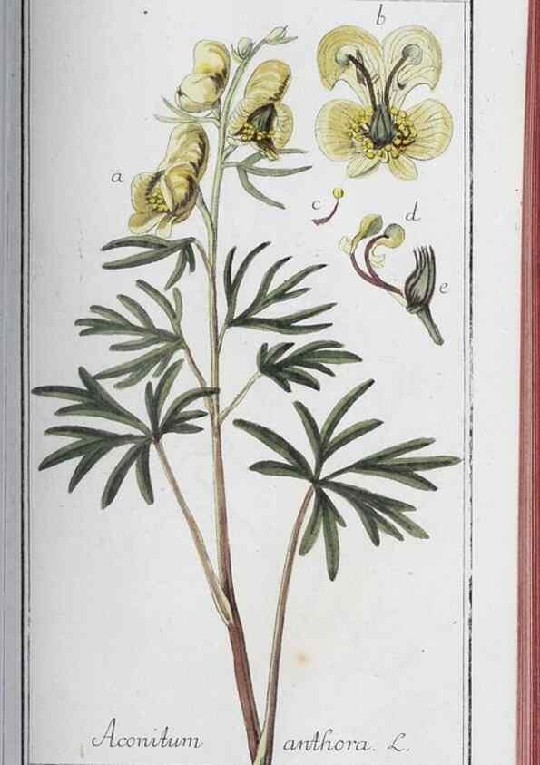 Reproducción/Reproduction 47179686631: Icones plantarum medicinalium.. Nürnberg :auf Kosten der Raspischen Buchhandlung,1779-1790. 