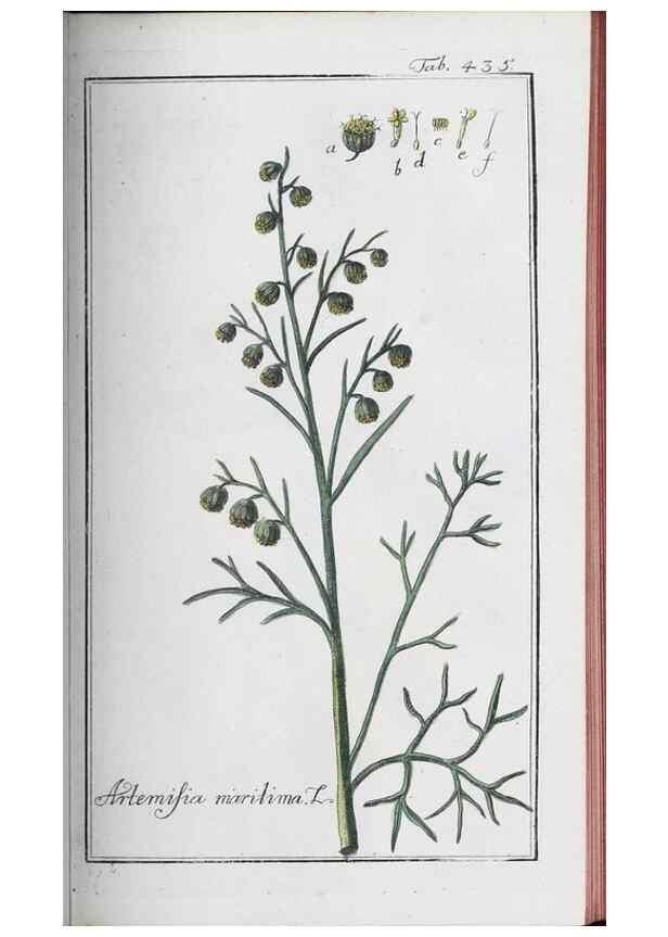 Reproducción/Reproduction 47127884772: Icones plantarum medicinalium.. Nürnberg :auf Kosten der Raspischen Buchhandlung,1779-1790. 