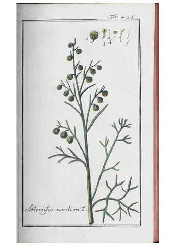 Reproducción/Reproduction 47127884772: Icones plantarum medicinalium.. Nürnberg :auf Kosten der Raspischen Buchhandlung,1779-1790. 