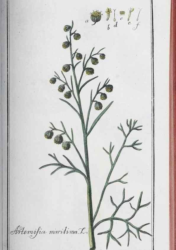 Reproducción/Reproduction 47127884772: Icones plantarum medicinalium.. Nürnberg :auf Kosten der Raspischen Buchhandlung,1779-1790. 
