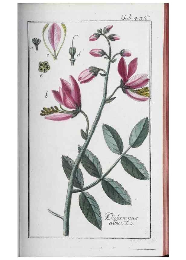 Reproducción/Reproduction 46456152394: Icones plantarum medicinalium.. Nürnberg :auf Kosten der Raspischen Buchhandlung,1779-1790. 