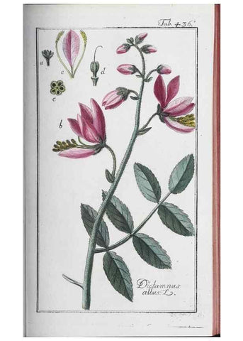 Reproducción/Reproduction 46456152394: Icones plantarum medicinalium.. Nürnberg :auf Kosten der Raspischen Buchhandlung,1779-1790. 