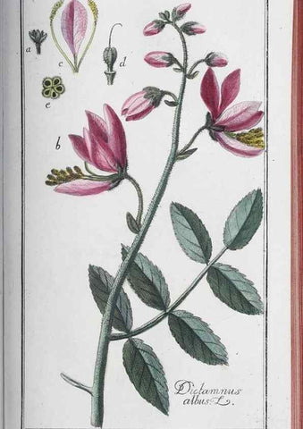 Reproducción/Reproduction 46456152394: Icones plantarum medicinalium.. Nürnberg :auf Kosten der Raspischen Buchhandlung,1779-1790. 