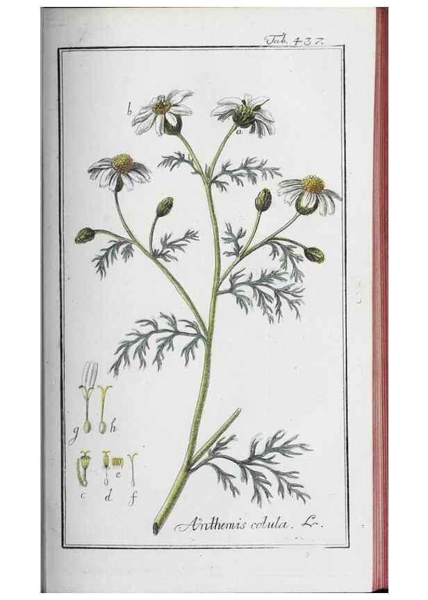 Reproducción/Reproduction 33304444608: Icones plantarum medicinalium.. Nürnberg :auf Kosten der Raspischen Buchhandlung,1779-1790. 