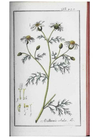 Reproducción/Reproduction 33304444608: Icones plantarum medicinalium.. Nürnberg :auf Kosten der Raspischen Buchhandlung,1779-1790. 