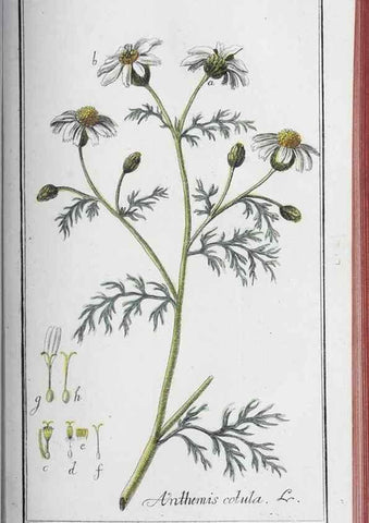 Reproducción/Reproduction 33304444608: Icones plantarum medicinalium.. Nürnberg :auf Kosten der Raspischen Buchhandlung,1779-1790. 