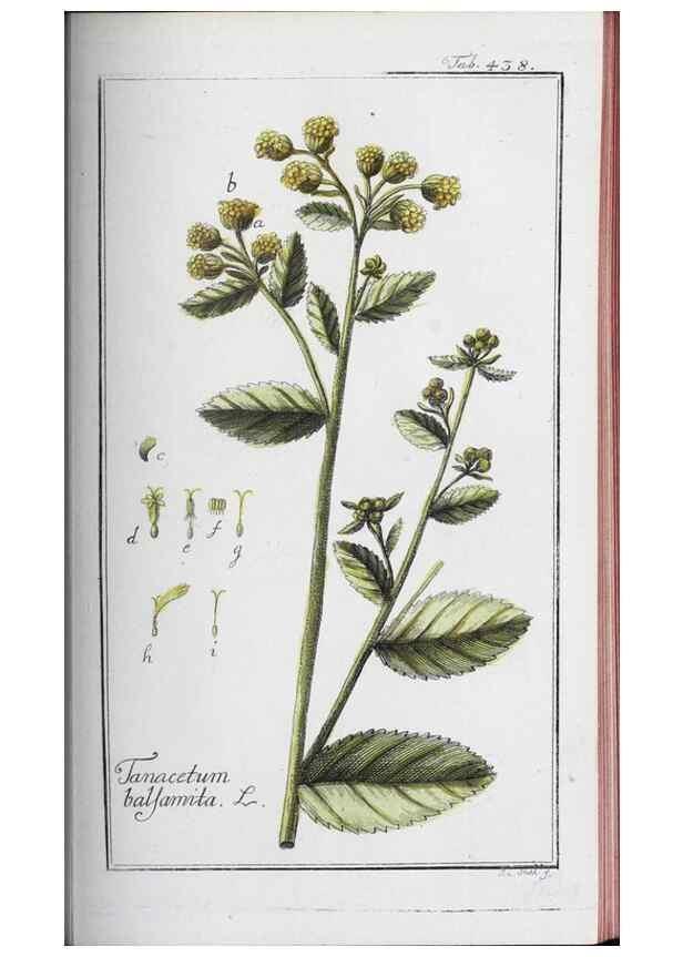 Reproducción/Reproduction 32237941297: Icones plantarum medicinalium.. Nürnberg :auf Kosten der Raspischen Buchhandlung,1779-1790. 