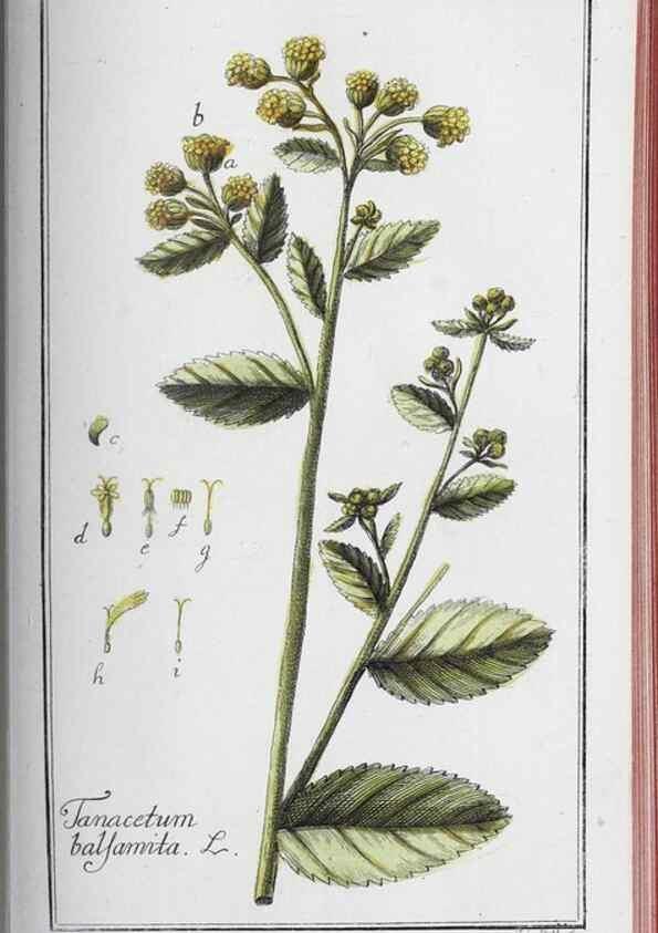 Reproducción/Reproduction 32237941297: Icones plantarum medicinalium.. Nürnberg :auf Kosten der Raspischen Buchhandlung,1779-1790. 