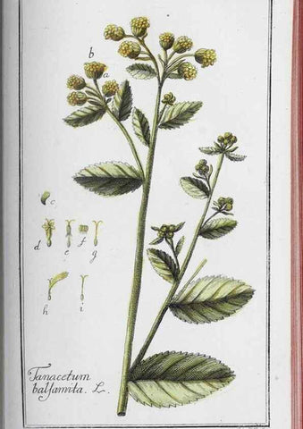 Reproducción/Reproduction 32237941297: Icones plantarum medicinalium.. Nürnberg :auf Kosten der Raspischen Buchhandlung,1779-1790. 